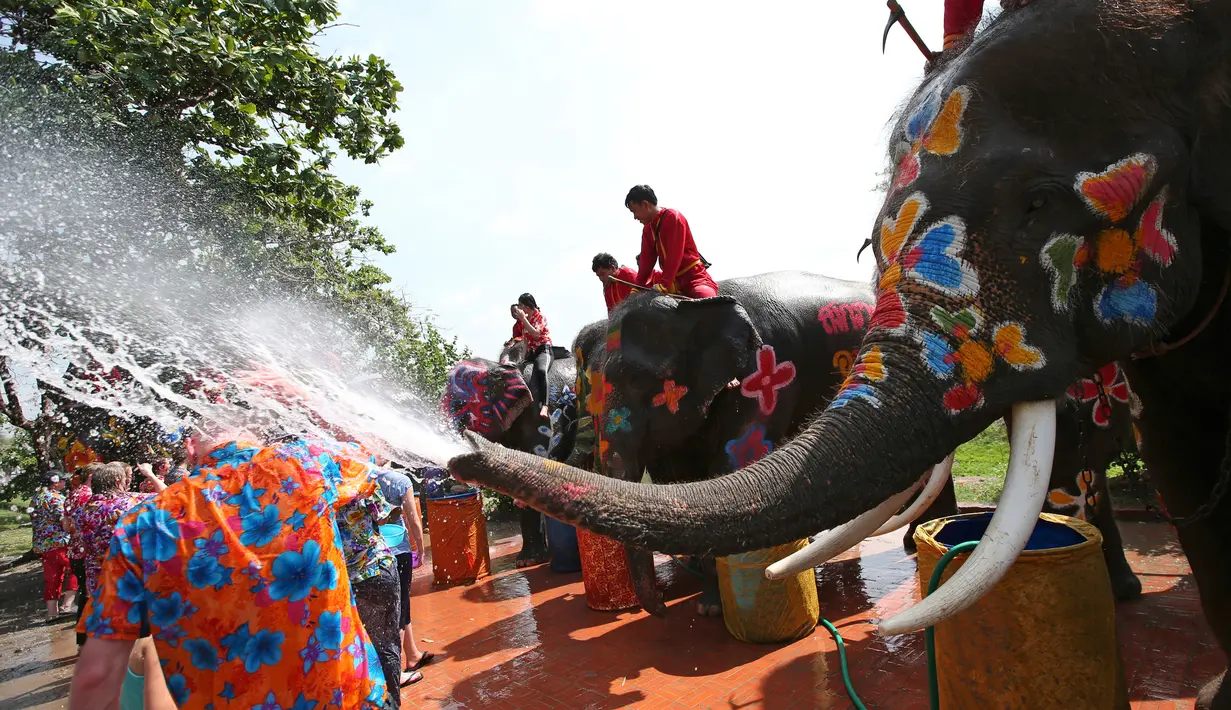 Sejumlah gajah menyemprotkan air kepada wisatawan saat perayaan tahun baru kuno Thailand atau Songkran di provinsi Ayutthaya, Thailand (11/4). Dalam perayaan ini peserta saling serang menggunakan air. (AP Photo/Sakchai Lalit)