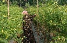 Musim Kemarau Jadi Berkah, Petani Cabai Lebak Raup Keuntungan Fantastis