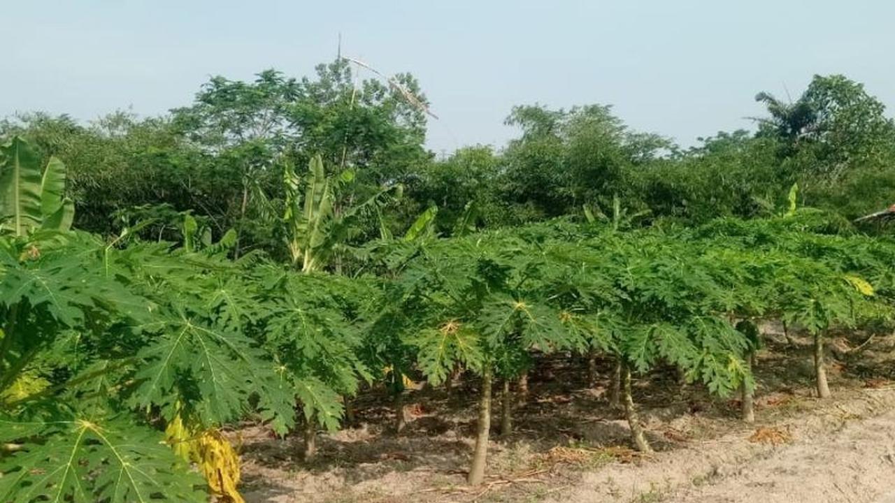 Petani Pepaya California Lebak Panen Cuan, Penuhi Kebutuhan Program Makan Bergizi Gratis