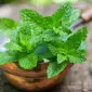 Manfaat Daun Mint (sumber: iStockphoto)