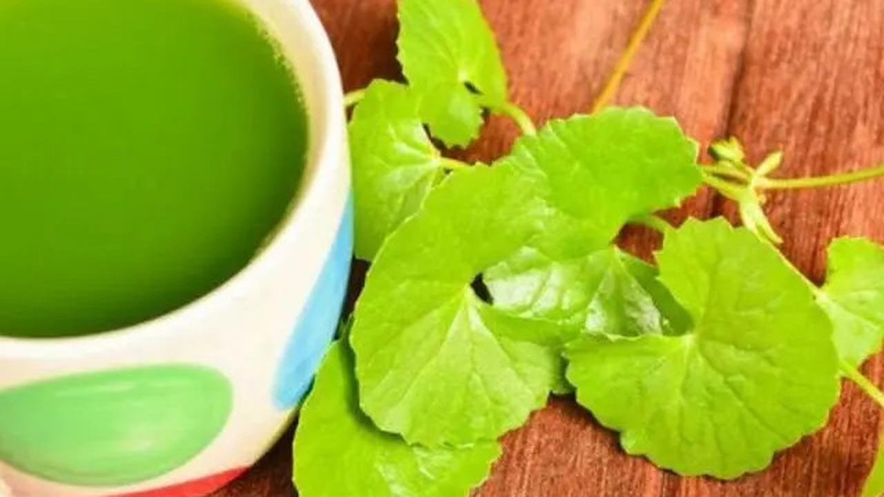 3 Resep Jamu Daun Rebus, Obat Herbal untuk Menurunkan Kolesterol dan Tekanan Darah Tinggi