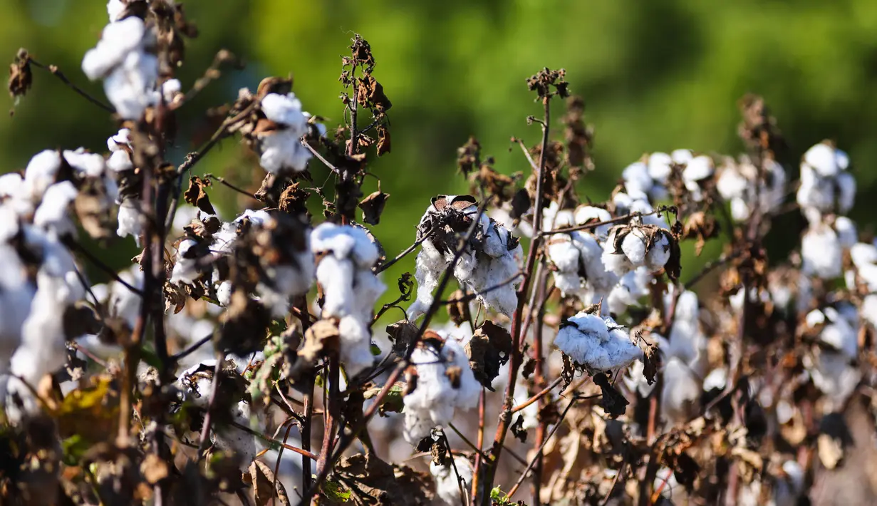 <p>Kapas terlihat di lahan seluas 140 hektare di Ellis County, dekat Waxahatchie, Texas, Senin (19/9/2022). Tahun ini, produksi nasional akan mencapai level terendah sejak 2015. (Andy JACOBSOHN/AFP)</p>