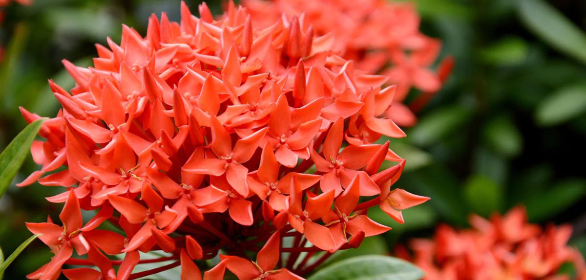 Bunga Asoka (Foto: Three Bouquets)