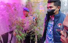 Kronologi Penangkapan Pegawai Kementerian PU Usai Tanam Puluhan Pohon Ganja
