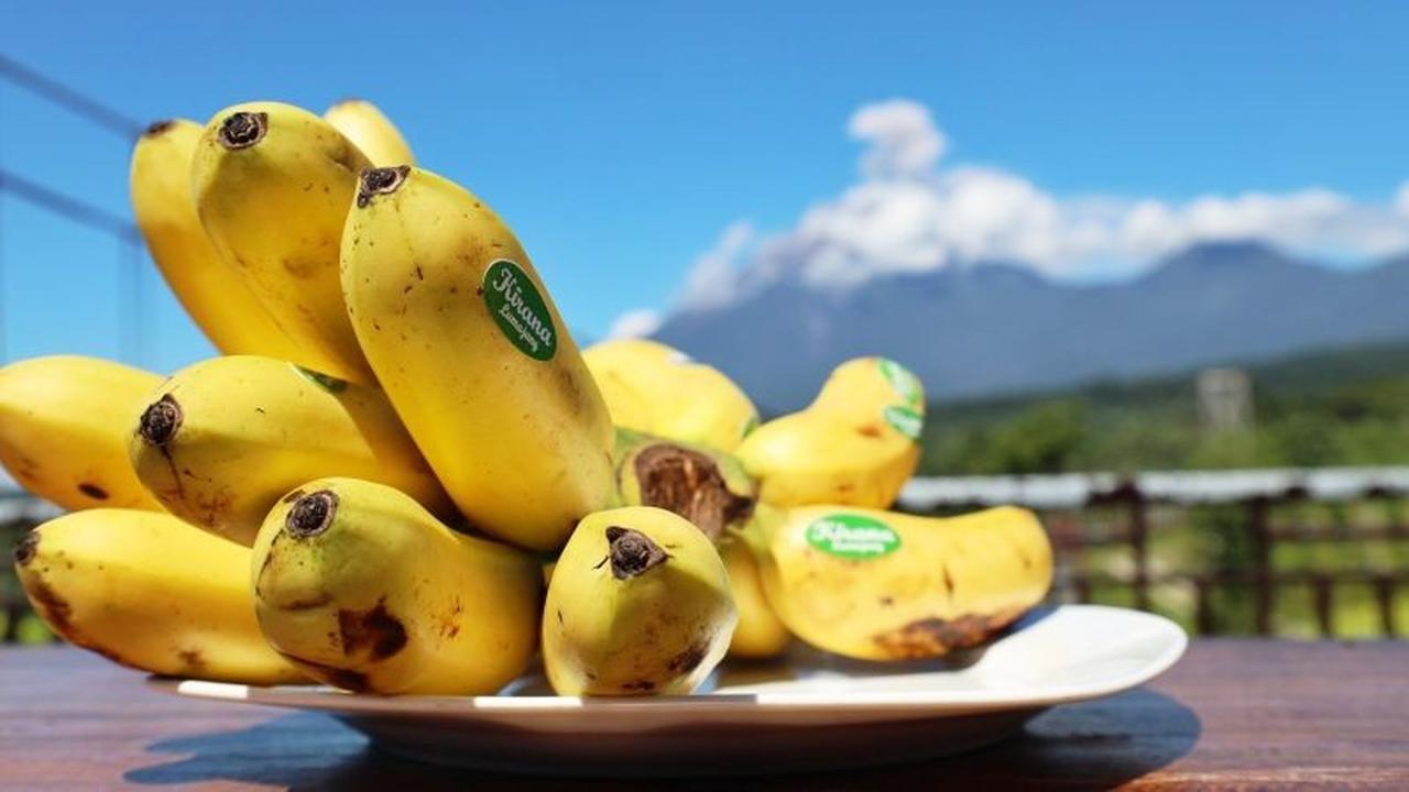 FAO Dorong Pengembangan Pisang Kirana Lumajang dengan Teknologi Canggih GIES