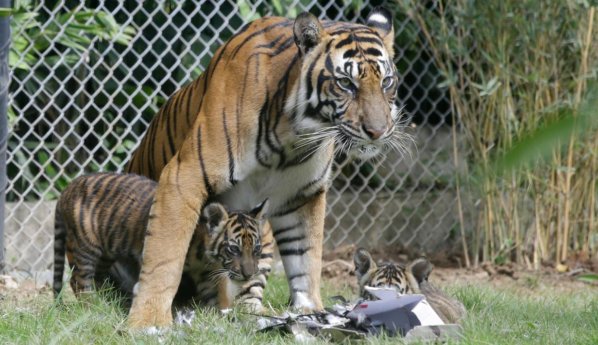FOTO Rayakan World Day Tiger Bali Zoo Kenalkan 3 Anak 