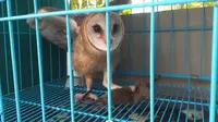 Burung Hantu Jadi Senjata Lawan Hama, Efektifkah Saat Ledakan Tikus Terjadi?