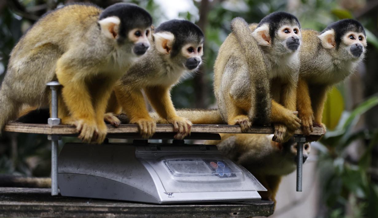Monyet tupai bertopi hitam duduk di atas timbangan selama sesi penimbangan tahunan di Kebun Binatang London, pada Kamis (26/8/2021). Pengukuran tinggi dan berat badan ini untuk mengetahui kesejahteraan dan kesuburan hewan. (Tolga Akmen / AFP)