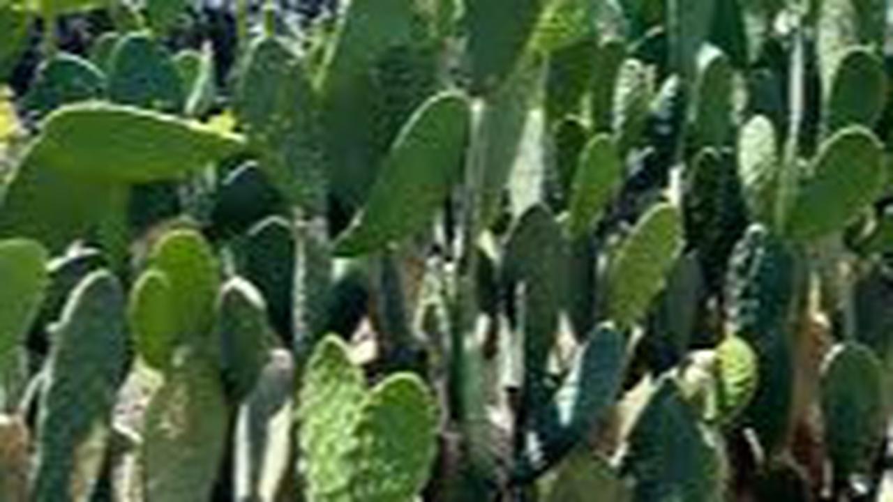 Kaktus