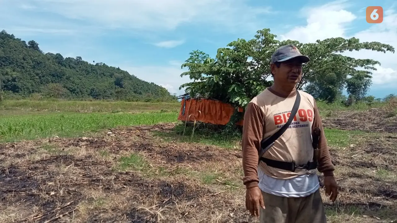 petani jagung di Desa Tonusu, Poso