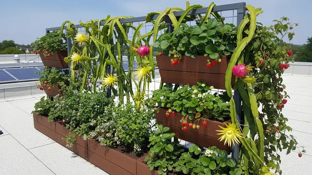 Ide Kebun Buah Mini di Rooftop Rumah Sederhana Anti Panas/Gemini AI