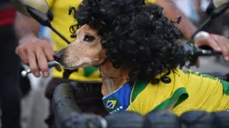  Seorang suporter Brasil menghiasi anjing kesayangannya dengan jersey Brasil dan wig kribo, Rio de Janeiro, Brasil, Kamis (12/6/2014) (AFP PHOTO/YASHUYOSHI CHIBA)