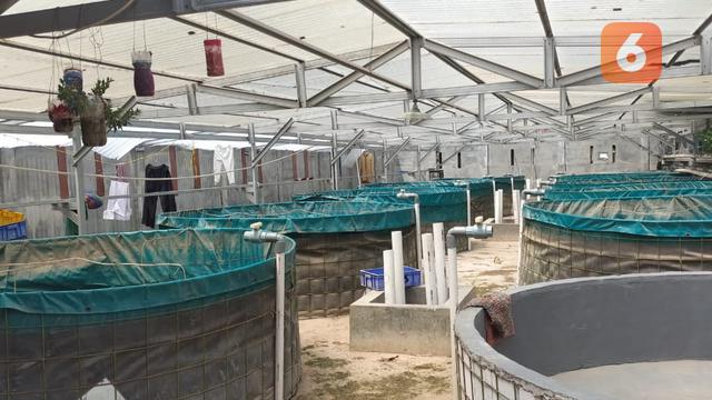 Kolam Lele Takwinul Ummah