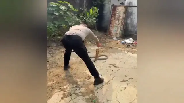 Aksi Heroik Polisi Evakuasi King Kobra 2,5 Meter yang Bersarang di Halaman Rumah Warga di Lampung