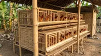 Rahasia Kandang Ayam Petelur Anti Stres Hasil Melimpah, Desain Modern