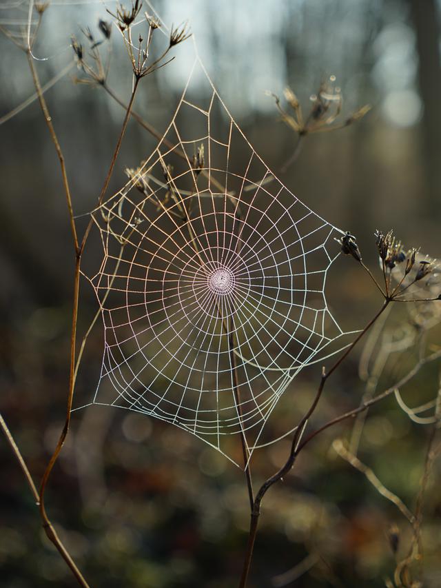 7 Arti Mimpi Laba-Laba, Punya Makna Negatif Tentang Kehidupan