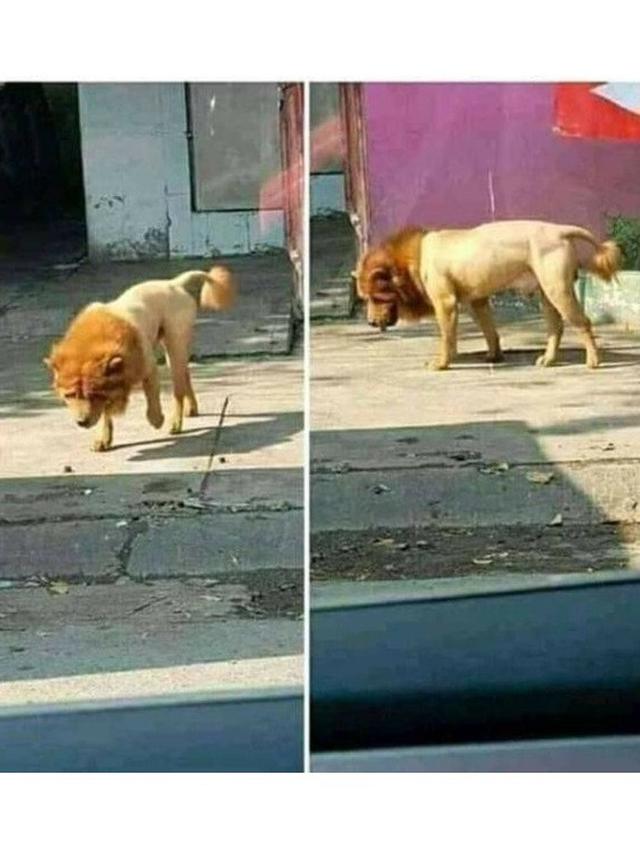 6 Potret Hewan Krisis Identitas Ini Bikin Tepuk Jidat, Bingung Lihatnya