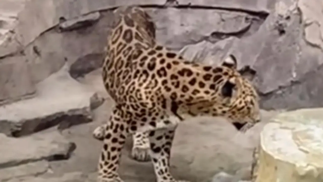 Jaguar Kurus di Ragunan Bikin Heboh Warganet.