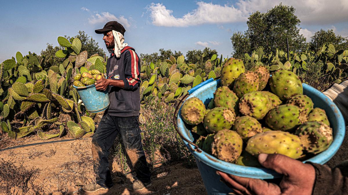 7 ⁠Khasiat Kaktus untuk Kesehatan yang Jarang Diketahui, Sumber Nutrisi dan Antioksidan Alami
