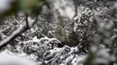 Seorang pria berjalan melewati Mount Diablo State Park di Walnut Creek, California, Amerika Serikat, 27 Februari 2023. Di California, Layanan Cuaca Nasional mengatakan serangkaian sistem badai musim dingin akan terus bergerak ke negara bagian itu setelah warga beristirahat sejenak dari cuaca buruk. (AP Photo/Godofredo A. Vásquez)