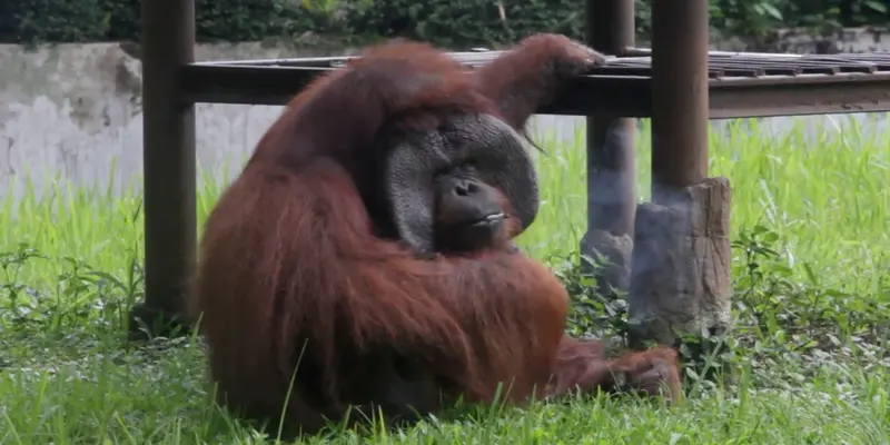 Orangutan Kebun Binatang Bandung Merokok