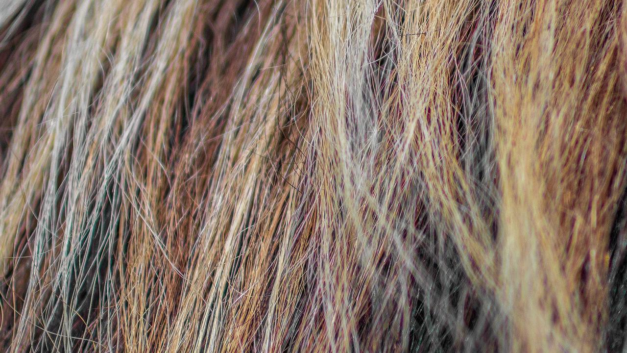 ilustrasi perubahan warna rambut karena rusak kurang nutrisi