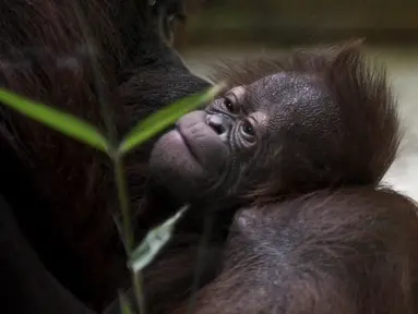 Java, bayi orangutan Kalimantan, yang baru lahir di kebun binatang Jardin des Plantes, Paris, Rabu (24/10). Orangutan Kalimantan berada di Daftar Merah Internasional untuk Konservasi Alam (IUCN) Merah sebagai Sangat Terancam Punah. (Eric FEFERBERG/AFP)