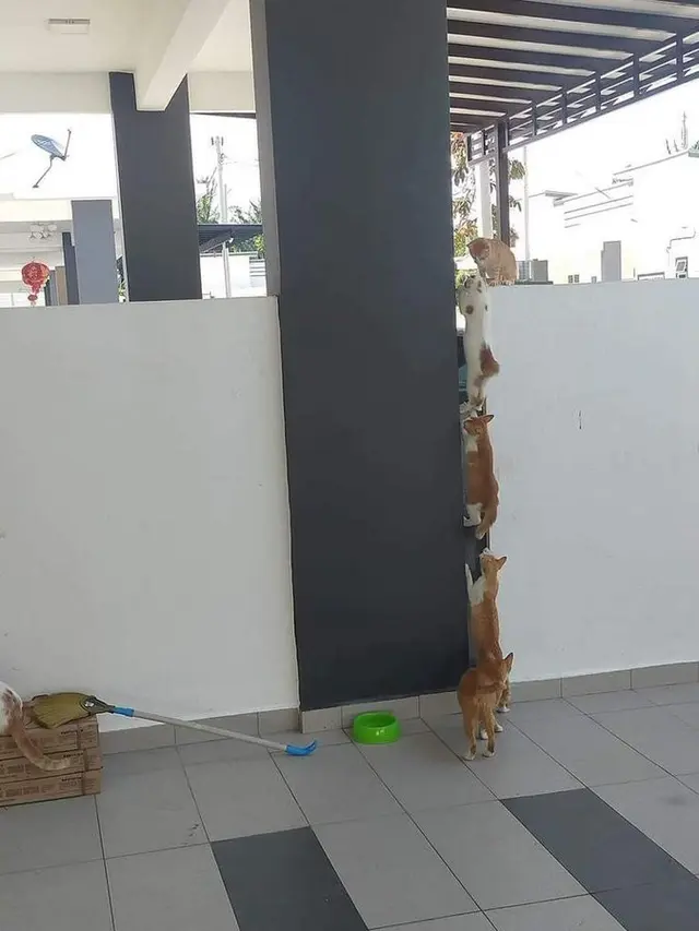6 Potret Kucing saat Saling Kerja Sama Ini Bikin Gemas