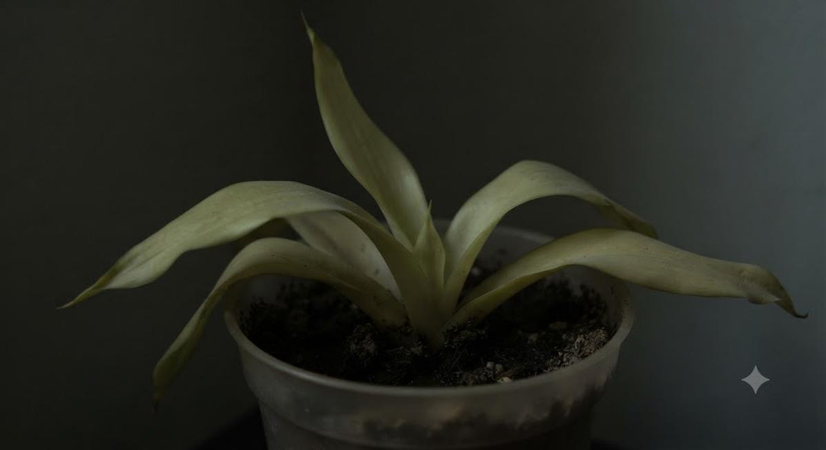 Penyebab Daun Lidah Mertua Menguning