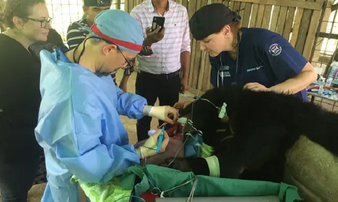 Heather Bacon, dokter hewan asal Edinburgh University tengah memeriksa kondisi beruang (Univeristy of Edinburgh)
