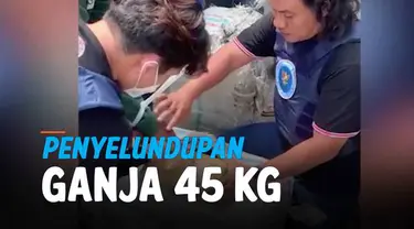 Petguas BNN Jambi berhasil menggagalkan usaha penyelundupan 45 kilogram ganja dari Aceh menuju Purwakarta, Jawa Barat. Ganja dibungkus dalam plastik dan dimasukkan ke dalam sebuah kardus.