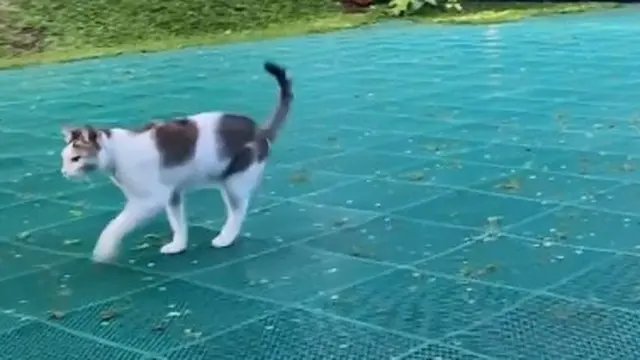 Cerita Anies Baswedan Mengadopsi Kucing Berkaki Tiga