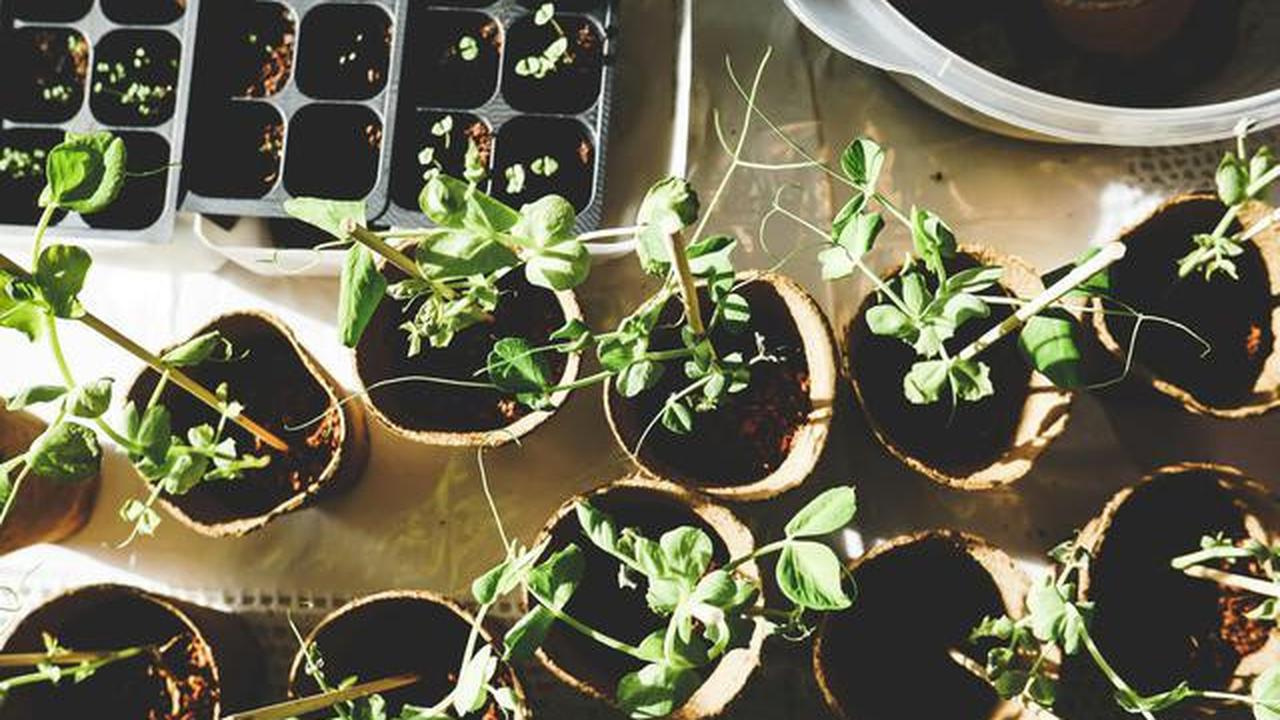 6 Tips agar Tanaman Cabai Terus Tumbuh Subur setelah Panen Pertama