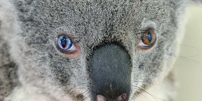 20160712-Ditemukan, Koala Langka dengan Warna Mata Berbeda-Brisbane
