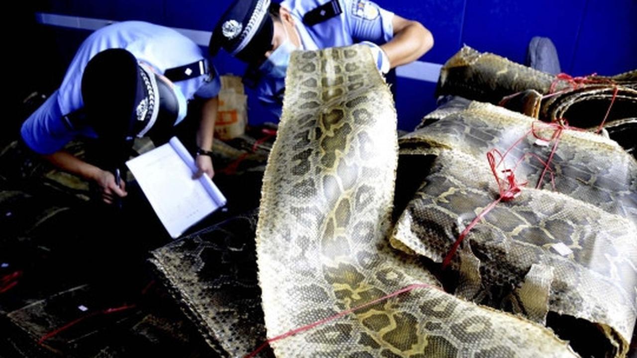 China sita 900 kulit ular piton dari pedagang satwa liar ilegal