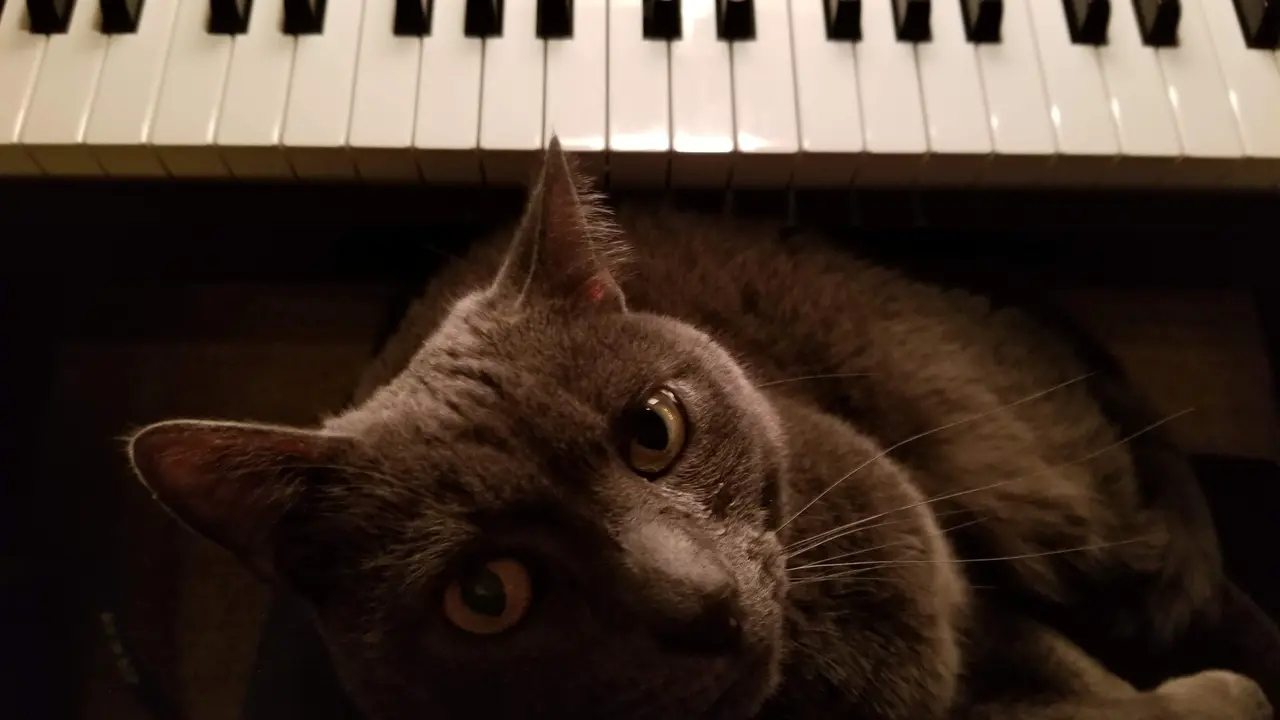 Do Cats Like Music?