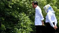 Presiden Jokowi Tinjau Mangrove Convention Forest