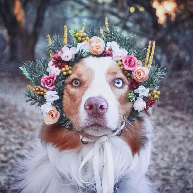 Bikin Tambah Imut, Berikut 10 Potret Hewan dengan Flower Crown
