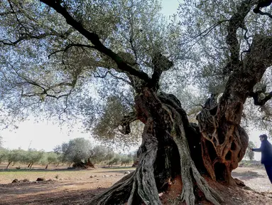  Pengunjung melihat dari dekat pohon zaitun yang dikenal dengan "Staring" yang pernah bagian dari film Olive karya sutradara Spanyol, Iciar Bollain di Uldecona, Spanyol (6/12). Uldecona terkenal dengan perkebunan zaitun yang luas. (AFP Photo/Jose Jordan)