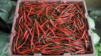 Harga cabai keriting merah melonjak drastis di pasar tradisional, Jakarta, Senin (10/10). Kenaikan harga cabai keriting terimbas kondisi cuaca yang kurang baik sehingga membuat pasokan berkurang. (Liputan6.com/Yoppy Renato)