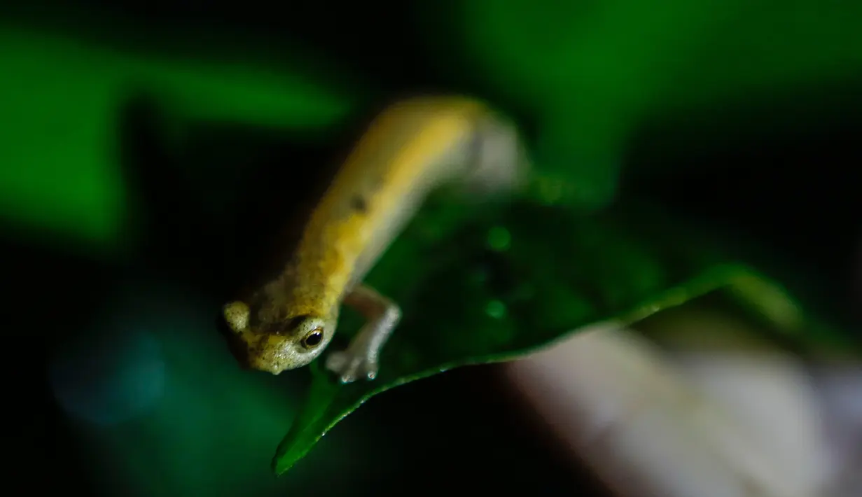 Seekor salamander Mombacho bersiap untuk berpindah tempat di Mombacho Volcano Natural Reserve di Granada, Nikaragua (18/3). Salamander Mombacho adalah hewan endemik Nikaragua yang terancam punah. (AFP/Inti Ocon)