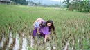 Pada foto sebelumnya, pertengah bulan Februari silam, mantan personel Cherryballe itu, Sarwendah juga mengajak putrinya main di sawah. Sambil mengendong Tahlia, ia mencari Tutut. (Instagram/sarwendah29)