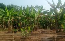 Distan Lebak Ajak Masyarakat Optimalkan Pemanfaatan Lahan Tidur untuk Ketahanan Pangan