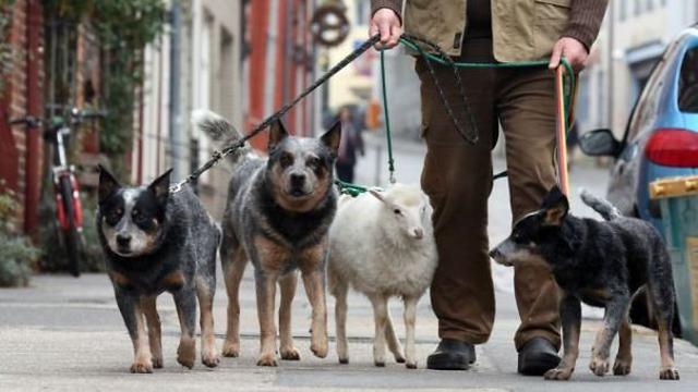 6 Potret Hewan Krisis Identitas Ini Bikin Tepuk Jidat, Bingung Lihatnya