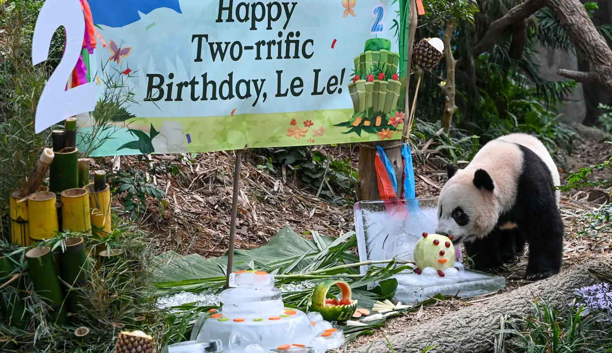 Anak panda raksasa pertama yang lahir di Singapura itu lahir pada pagi hari 14 Agustus 2021 lalu. (Photo by Roslan RAHMAN / AFP)