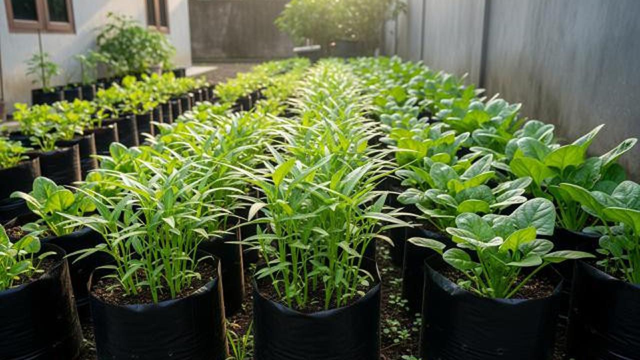7 Desain Kebun Sayur Rumahan untuk Kangkung dan Bayam yang Praktis dan Produktif