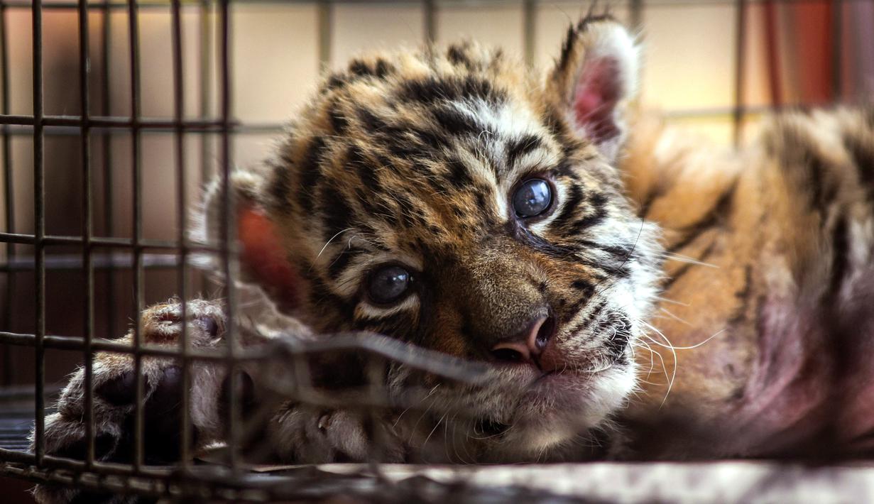 Seekor anak harimau bengal yang baru lahir bernama "Covid" terlihat di Pusat Penyelamatan dan Rehabilitasi Satwa Liar "BioZoo" di negara bagian Veracruz, Meksiko, 5 April 2020. Pemberian nama itu terinspirasi dari pandemi yang saat ini tengah melanda dunia yaitu Corona COVID-19. (VICTORIA RAZO/AFP)