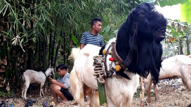 Kambing kurban super, jenis peranakan etawa di Pasar Karangpucung, Cilacap, Jawa Tengah. (Foto: Liputan6.com/Muhamad Ridlo)