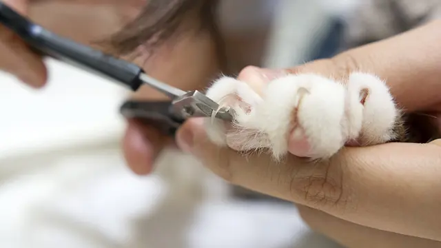 Kenapa Kuku Kucing Harus Dipotong?