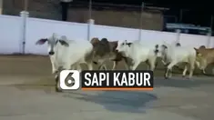 sapi kabur